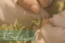 hands of a person picking grains from a plant