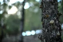 Yours Truly, From Idlib