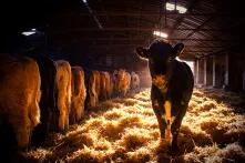Cattle Calls