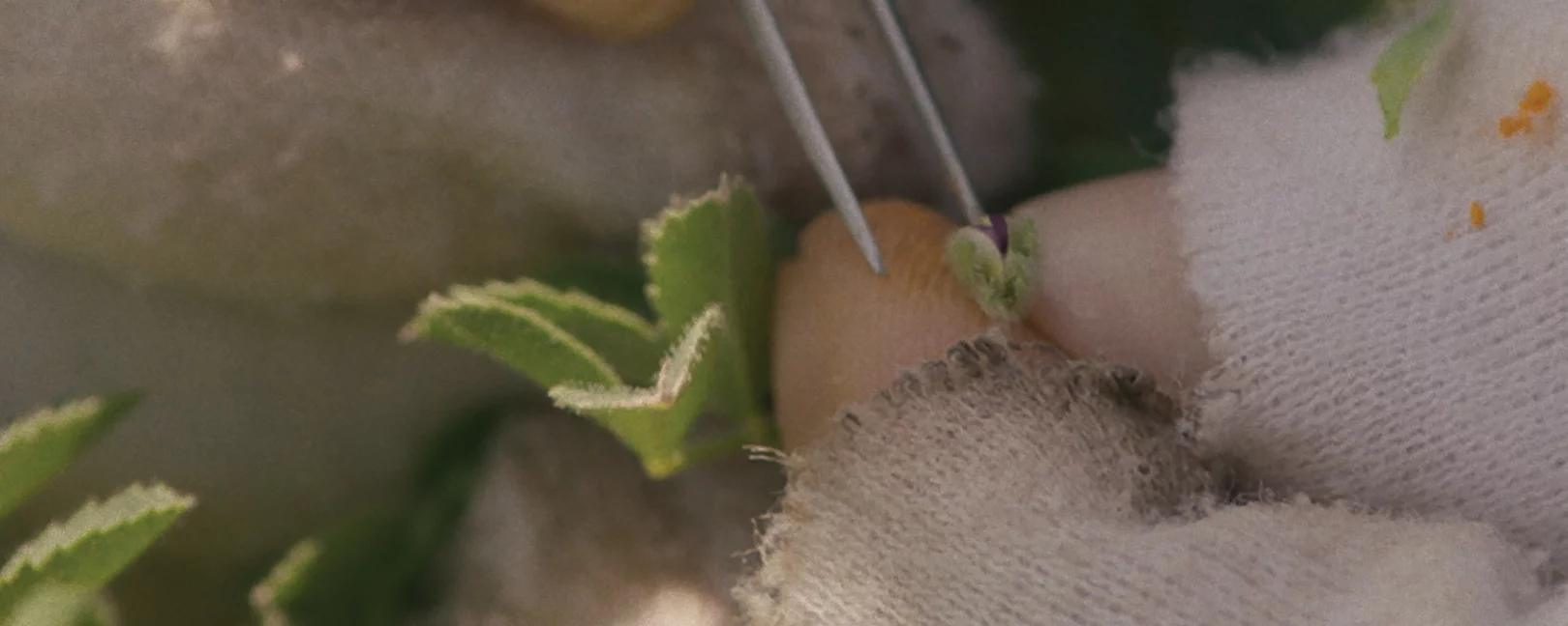 Hands of a person picking grains from a plant