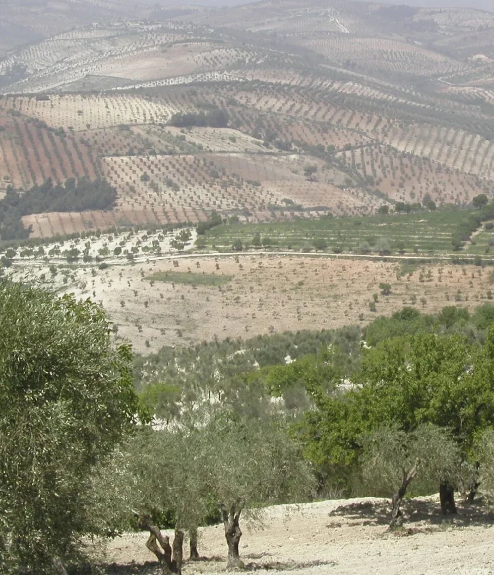 Hills of Mount Aleppo