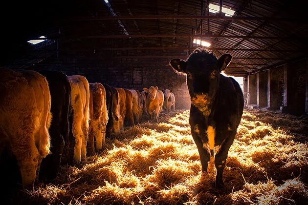 Cattle Calls Cattle Calls