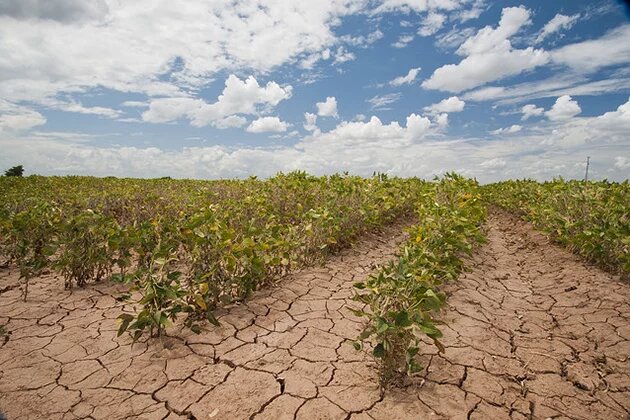 Soybeans show the affect of the Texas drought near Navasota, TX on Aug. 21, 2013. USDA photo by Bob Nichols.